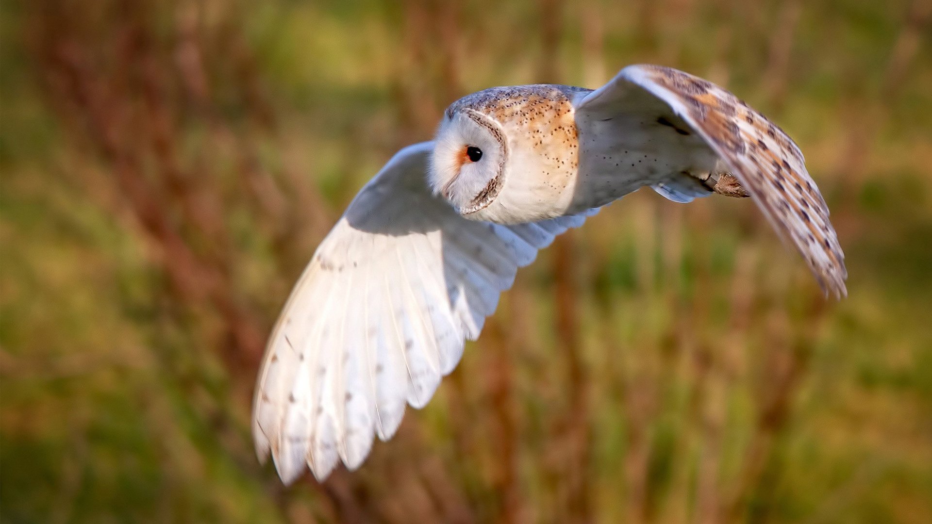 终章独奏，霍勒迪末节交响曲如何让雄鹿从南海岸烈焰中生还