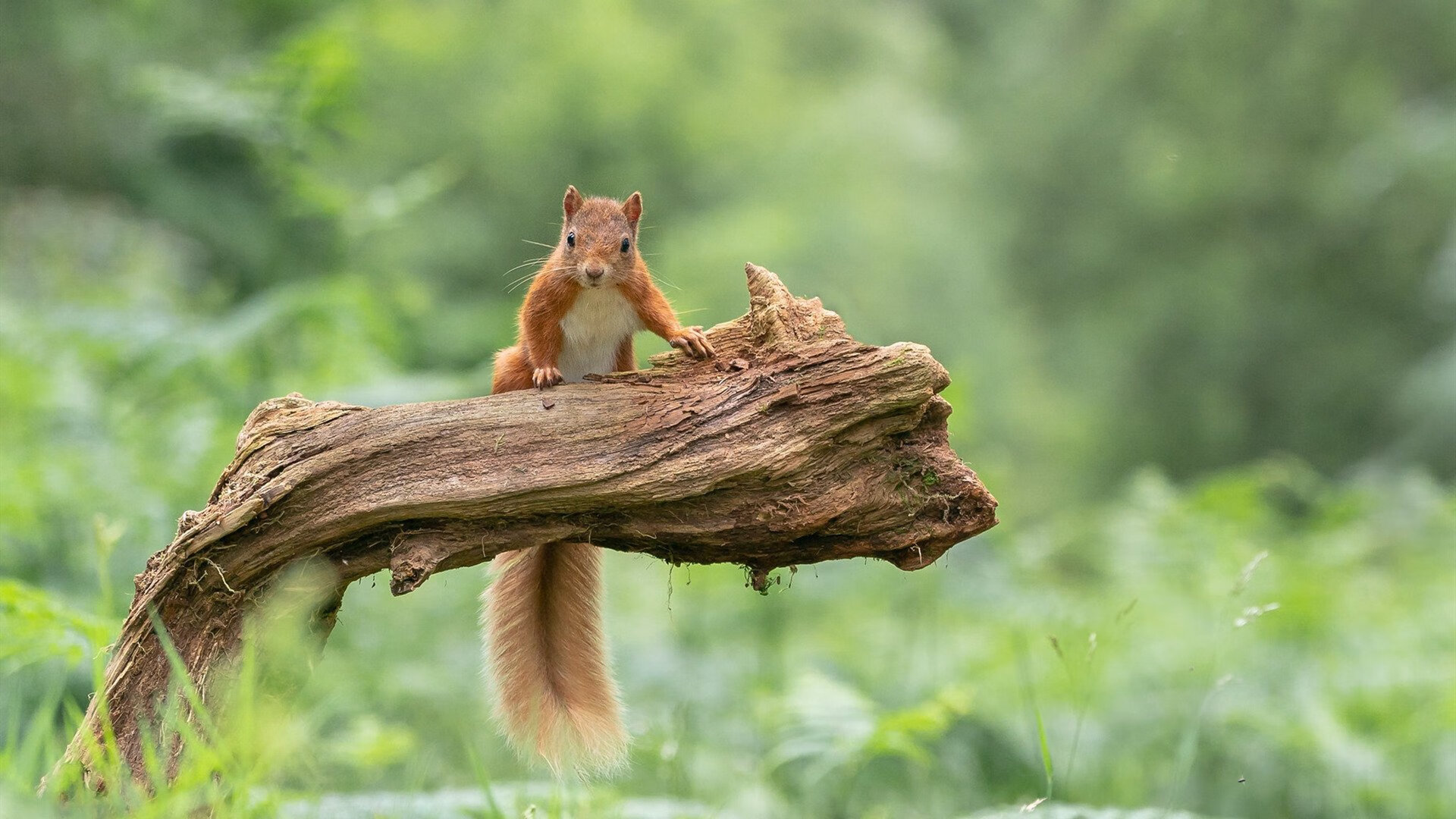 正名之战,杰伦·格林在费城定义未来