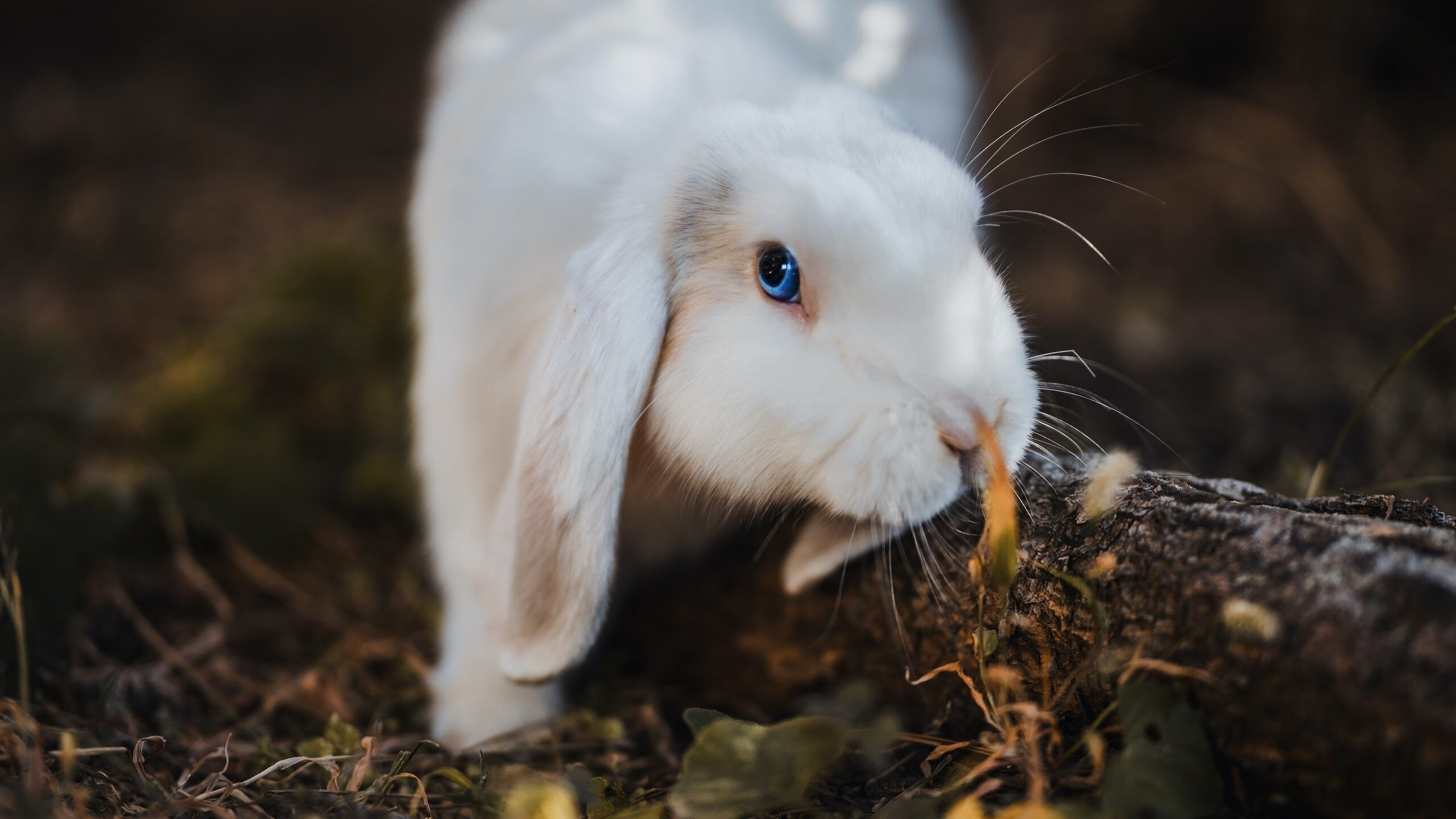 战术的胜利，塞内加尔如何用体系绞杀乌拉圭，帕尔默一锤定音