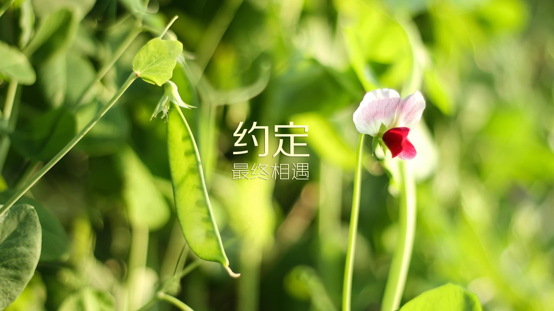 同一天，两个赛场，一种统治性，活塞终结猛龙寓言与拉文F1揭幕战接管的英雄主义