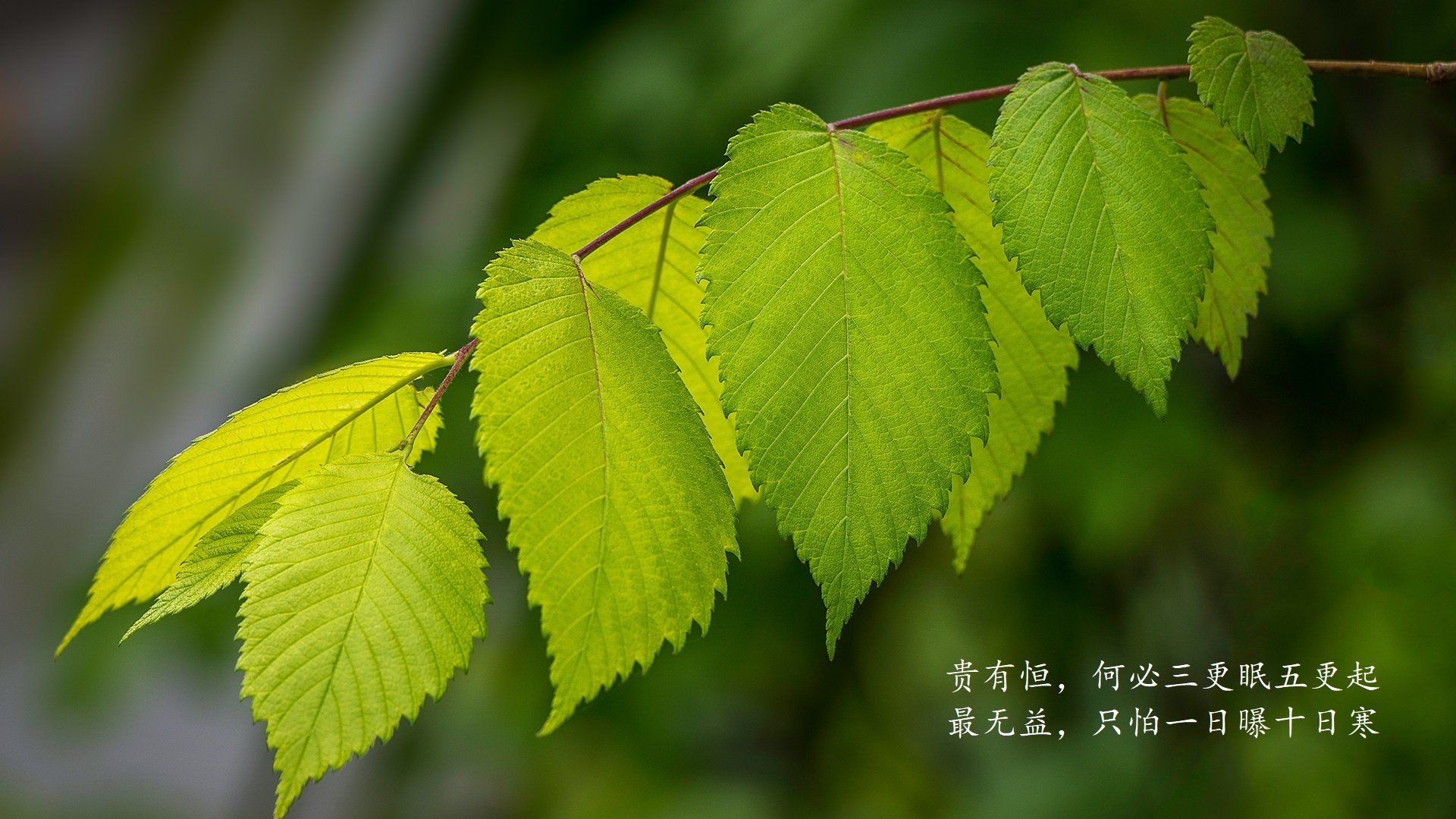 心跳的唯一主人，西决生死战之夜，库里与勇士的心率同步