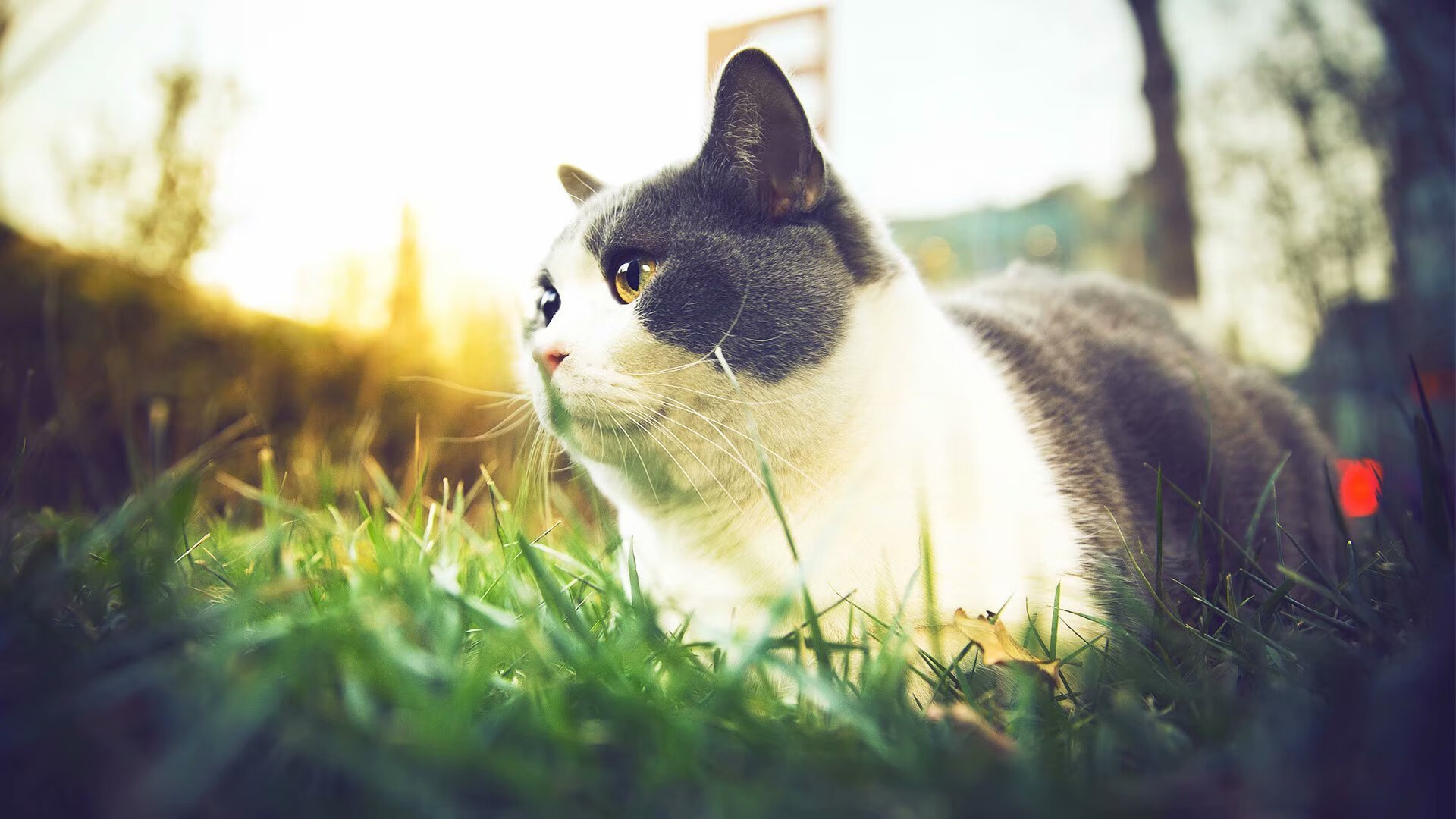 从伦敦到伯纳乌,赖斯的关键节点导弹如何击沉黄色潜水艇