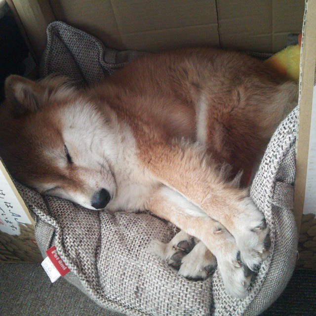 德甲争冠之夜，富安健洋存在感爆棚，亚洲铁卫定乾坤