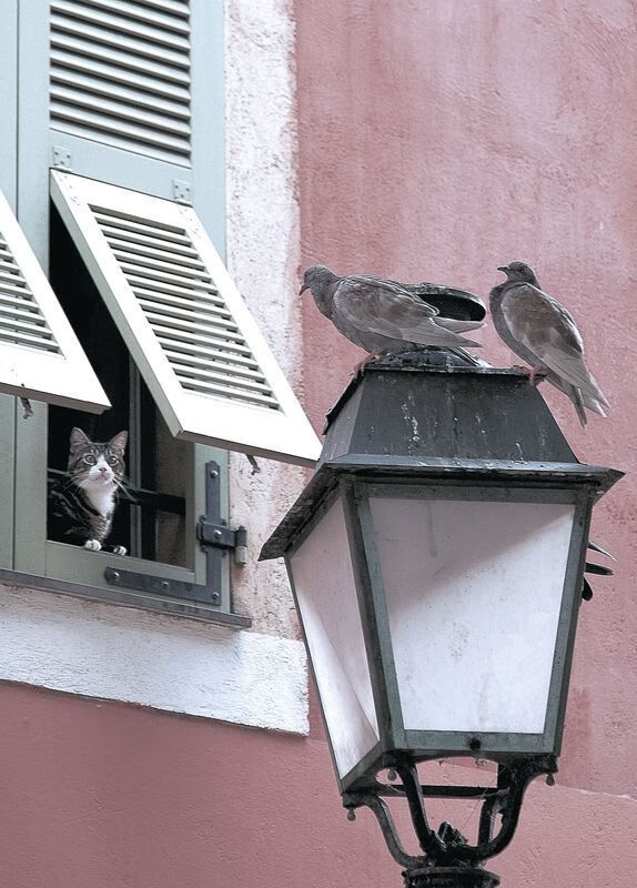 孤星闪耀西北大漠，胖虎咆哮季后赛，当独行侠鏖战新疆，锡安接管联盟