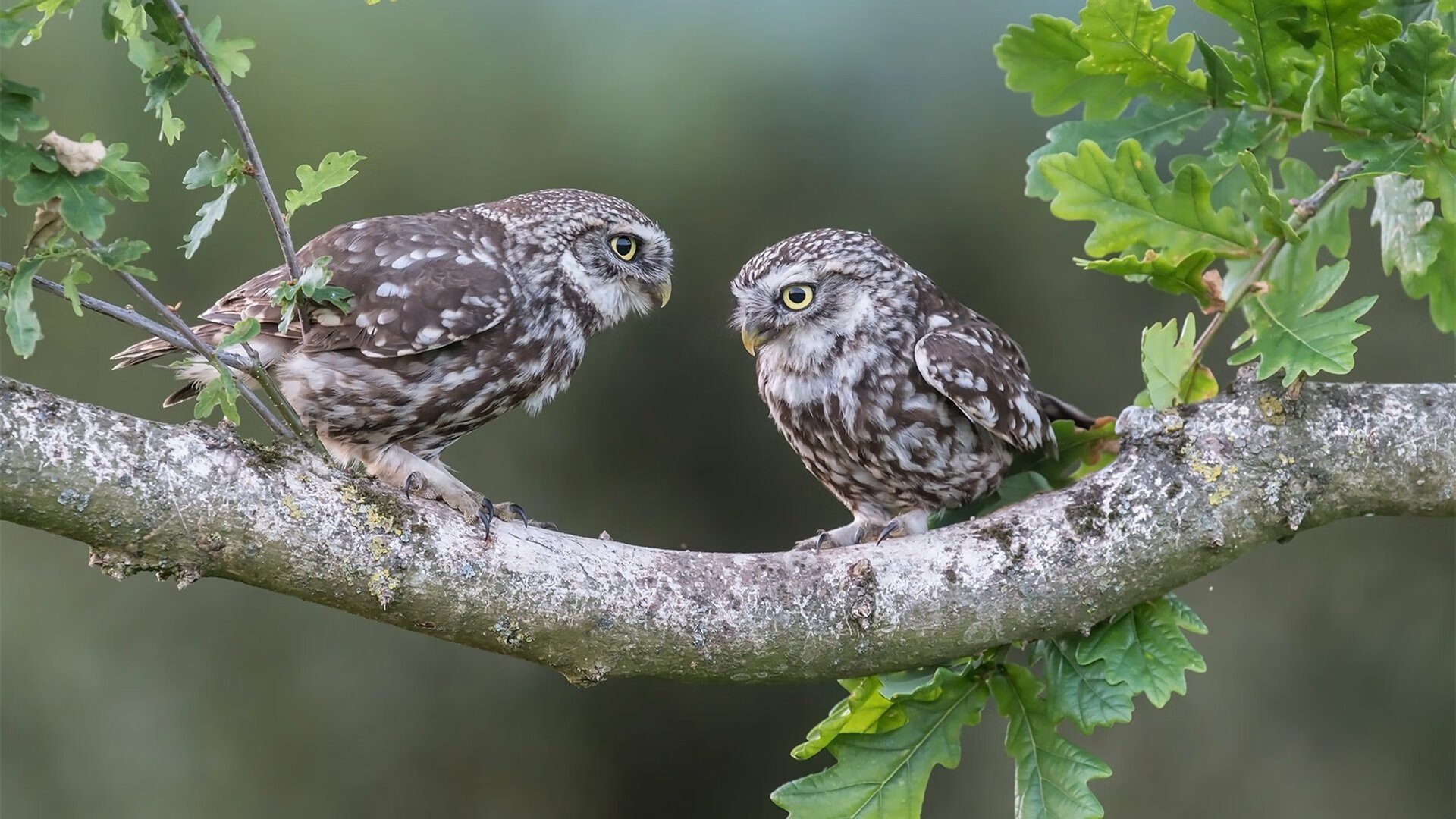 孤星闪耀西北大漠，胖虎咆哮季后赛，当独行侠鏖战新疆，锡安接管联盟