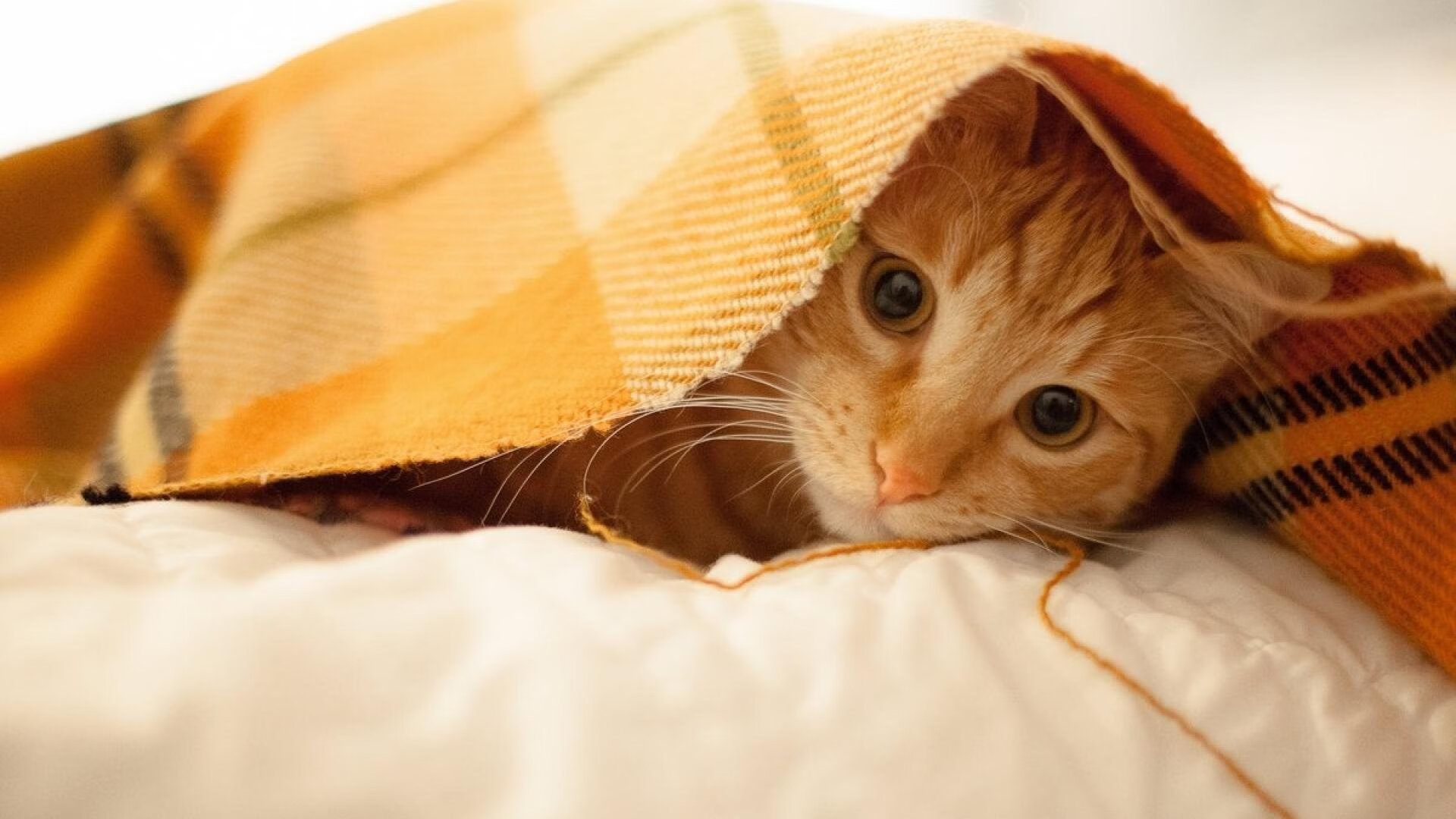 沉默权杖，德罗赞用连续得分演出的无声复仇