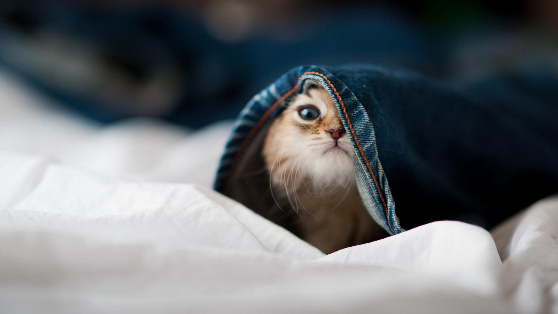 奥运资格暗战，灰熊压哨一胜，波黑和格鲁吉亚的命运齿轮悄然转动