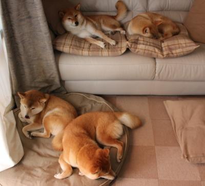 跨界风暴，厄瓜多尔足球奇迹踏平尤文，奥斯梅恩NBA总决赛颠覆篮球界