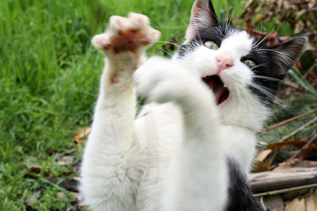 F1新赛季揭幕战之夜，当寂静成为最刺耳的轰鸣