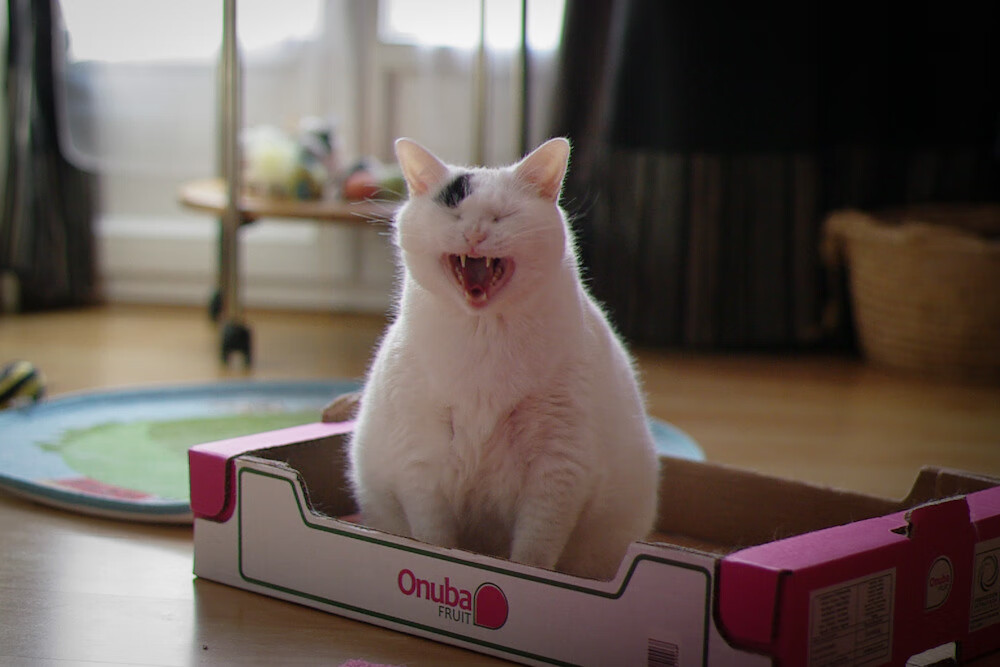 加时绝杀！厄瓜多尔力克智利，维尼修斯点燃赛场激情