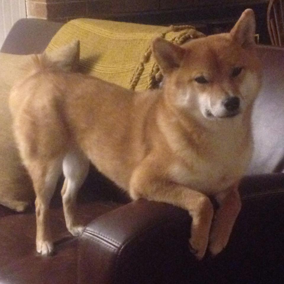 新王当立！步行者斩落东部豪强，切特末节封神成关键先生