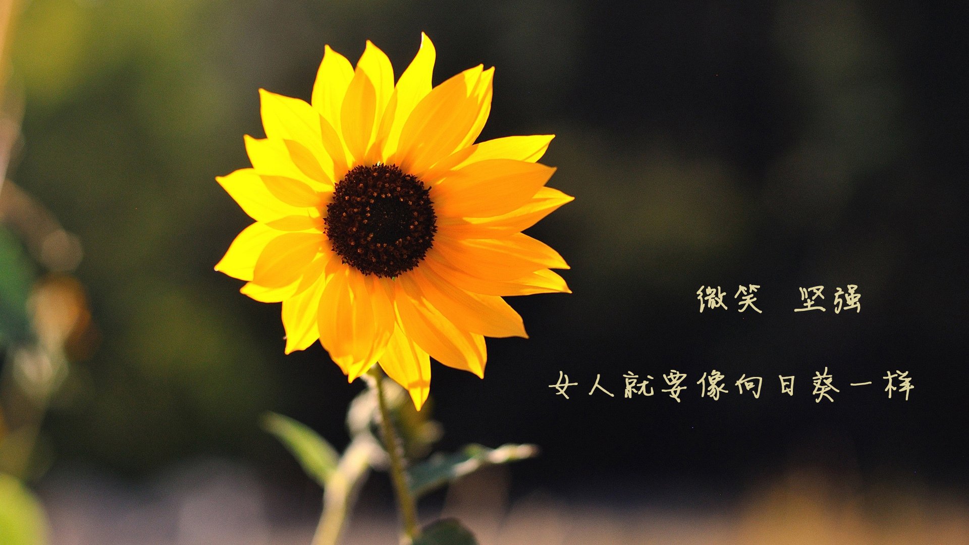 铁幕下的血色黎明，2026世界杯H组生死战，C罗神迹导演匈牙利绝杀斯洛伐克